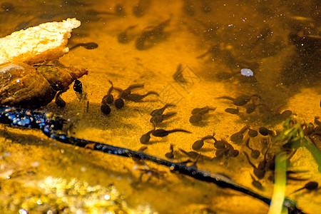 波兰池塘中的花粉蝌蚪两栖保护游泳动物宏观动物群野生动物漂流环境图片