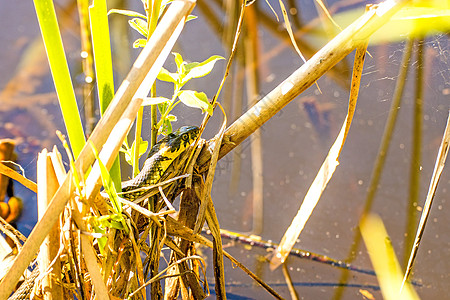 无毒欧洲草蛇在波兰的摩尔湖中的欧洲草蛇野生动物动物群池塘打猎环蛇两栖动物水蛇蟒蛇背景