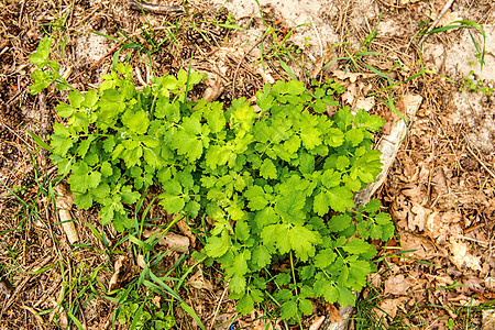 Celandine 药用草药药品自然荒野疗法草本黄色绿色植物草本植物植物学图片