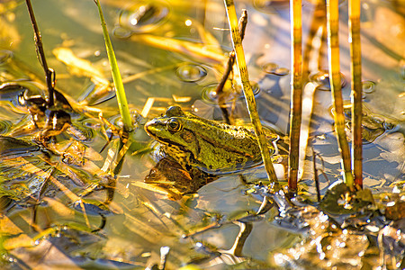 池塘中的普通水青蛙阳光浴青蛙荒野动物群野生动物两栖环境动物图片