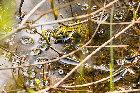 池塘中的普通水青蛙野生动物动物群两栖环境阳光浴荒野青蛙动物图片