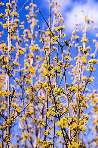 科尼莲樱桃小狗木在德国春天开花季节性花园植物群衬套灌木中间体黄色图片