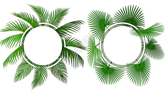 两种绿色热带棕榈叶 广告 公告和插图的场所 请查看InfoFinland上的图片
