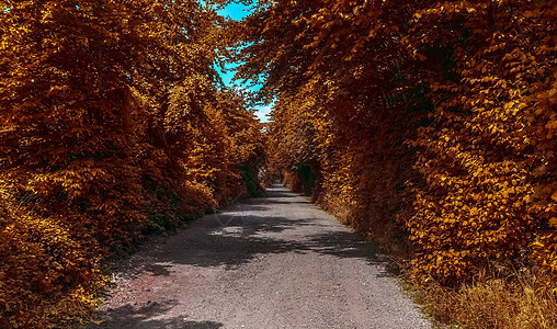 在eu发现的金色秋天风景的美丽全景街道树叶黄色人行道阳光横梁树木森林橙子绿色图片