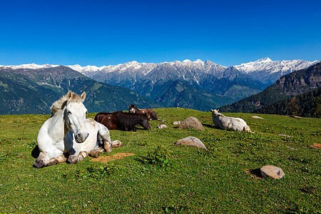 山中马匹 印度喜马恰尔邦草地草甸农业山脉风光场地绿色家畜高山牧场图片