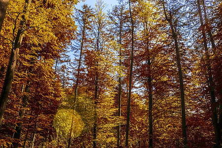 在eu发现的金色秋天风景的美丽全景树叶树木横梁阳光人行道黄色绿色公园木头街道图片