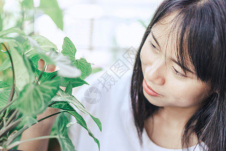 持有新鲜绿箭头醋植物Syngium p的妇女手花园白色房子肉质藤蔓芦荟绿色桌子盆栽图片