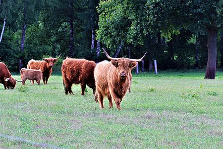 绿草地上的一头盖洛威牛绿色农村牛角农业奶牛哺乳动物棕色农场喇叭牧场图片