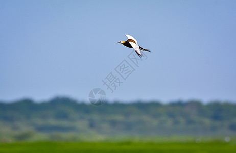 飞过绿田地的野尾雅卡纳水禽荒野摄影绿色羽毛男性鸟儿翅膀背景水獭图片