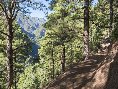 西班牙加那利群岛拉帕尔马岛的远足小径 拥有松树林和陡峭的绿色山脉峡谷蓝色松树环境森林国家岛屿地标天空风景全景图片