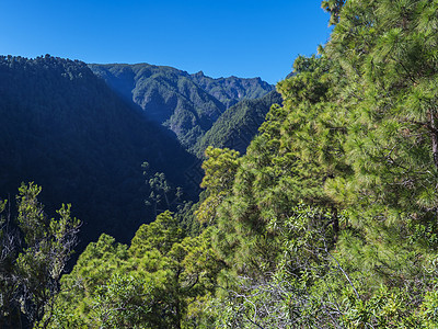 以松树林 峡谷 陡峭的绿山和蓝天为例 西班牙加那利群岛La Palma岛巴兰科·德拉马德拉图片