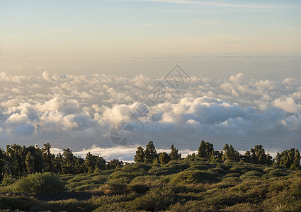 绿色草原 松树和对白毛云的观察以及高山顶的海面 黄金时辰日光 西班牙加那利岛拉帕尔马图片