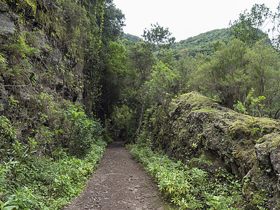 位于西班牙加那利群岛La Palma岛Los Tillo La Palma的Los Tilos远足小路蕨类雨林桂冠假期国家叶子踪图片