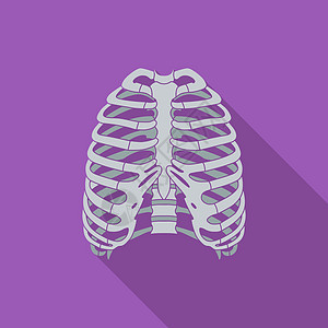 人类胸腔的图标胸部药品解剖学身体保健骨骼脊柱科学生活生物学图片