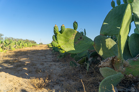 沙漠植物以色列内盖夫沙漠的农业背景