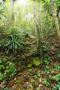 马达加斯加马苏阿拉国家公园雨林假期热带丛林旅游半岛踪迹旅行植物森林公园图片