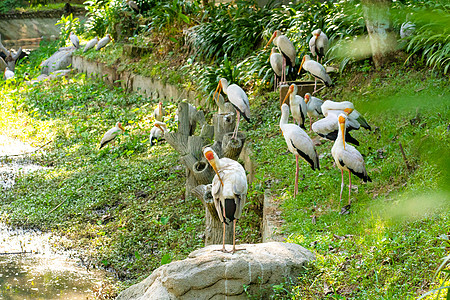 一群奶坐在公园的绿草坪上菌群橙子动物园白鹳热带脖子乳白色环境鸟类野生动物图片