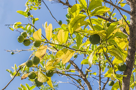 在南非开普敦花园的柠檬林树上植物种植树木季节柠檬阳光蓝色天空植物群青柠图片