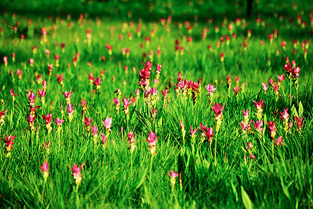 克拉谢花朵 大自然粉红色 美丽旅行花瓣植物叶子花园季节植物群场地热带公园图片