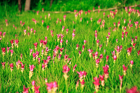 克拉谢花朵 大自然粉红色 美丽花园公园热带郁金香旅行季节植物学植物群花瓣植物图片