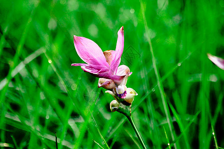 Krachiew花朵 粉红色的自然植物花瓣植物群热带公园场地花园郁金香季节旅行图片