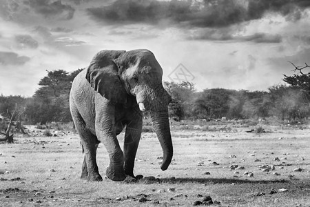 纳米比亚非洲大象 非洲野生生物公园成人象牙国家树干濒危野生动物栖息地天空衬套图片