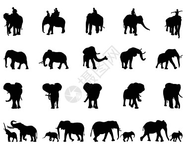 大象的光影营销耳朵动物动物园剪影商业动物学插图婴儿生活图片