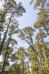 从下面可以看到树顶 树干和山地国家公园蓝色童话踪迹桦木公园云杉小路远足大树杉树图片
