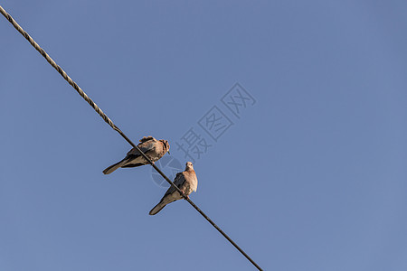 鸽子 鸟儿 坐在非洲的电线上高清图片