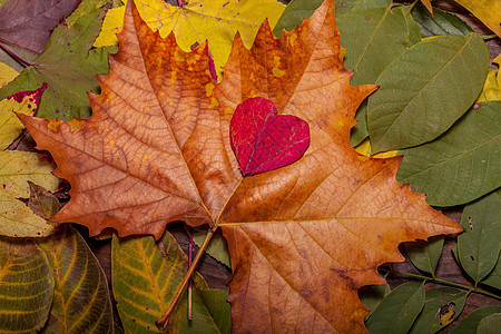 旧木木本底的秋叶季节性季节树叶红色棕色黄色植物叶子植物群森林图片