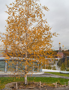 2019 年 10 月 俄罗斯莫斯科 Zaryadye 公园的一棵秋叶黄的桦树图片
