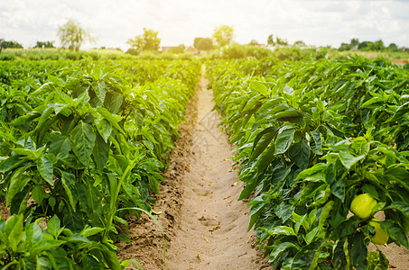 甜保加利亚甜椒的种植园 农业和农业 栽培 照料和收获 种植和生产用于销售的农产品 农田 植物生长 农学土地季节播种收成园艺辣椒工图片