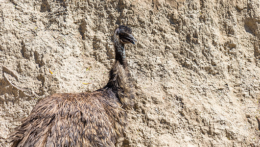 Emu 野生动物图片