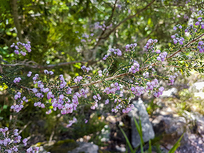 紫色加热植物特写图片