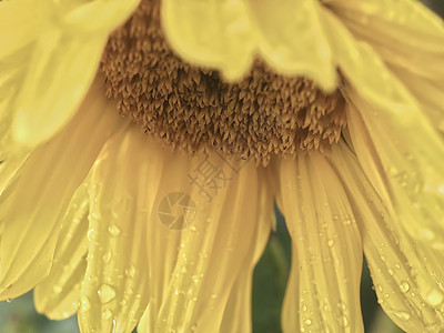 黄太阳花的宏 有雨滴水滴太阳叶子润滑冥想露珠框架液体植物学运动背景图片