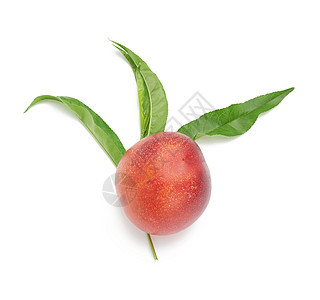 成熟的红红色圆肾和绿叶树枝甜点油桃营养食物工作室绿色水果叶子白色黄色图片
