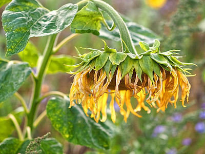 黄太阳花的宏 有雨滴水滴植物学植物宏观花瓣叶子钻石冥想珠子框架背景图片
