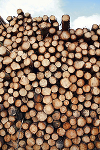 林树松树树原木 被伐木木材的工业成灰砍伐环境松树植物柴堆松林燃料树干材料植物群活力图片