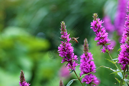 青绿模糊背景的花朵上的小蜜蜂动物群植物群花粉动物紫色环保环境野生动物千金子蜂蜜图片