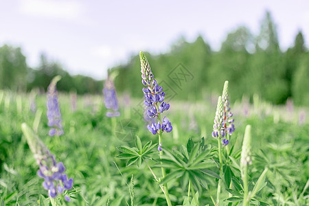 羽扇豆领域与粉红色的紫色花朵 束羽扇豆夏天花背景 盛开的羽扇豆花 羽扇豆的领域 阳光照在植物上 温和温暖柔和的颜色 春夏花图片