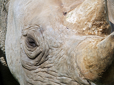 一整条框架 紧贴着一只黑犀牛的脸 眼睛和角旅游力量皮肤濒危国家婴儿野生动物黑色食草鼻孔图片
