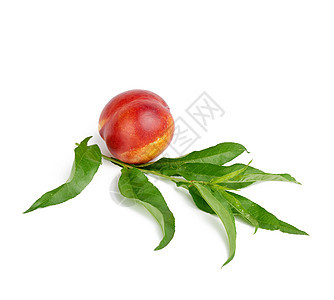 成熟的红红色圆肾和绿叶树枝食物营养甜点水果白色工作室油桃黄色农业叶子图片