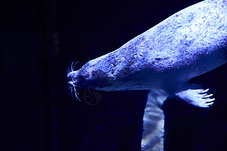 孤独海豹在暗海中游泳图片