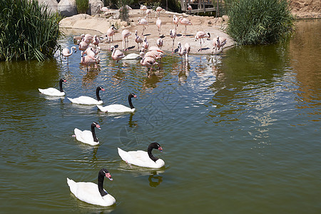 一群黑颈天鹅和湖上的火烈鸟阴影植物群蓝色动物池塘野生动物羽毛脖子反射夫妻图片