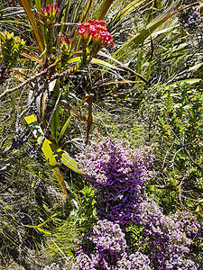 非洲山区国家公园开普敦 植物和花卉表 3池塘花园植物群园艺园丁假期绿地世界公园景点图片