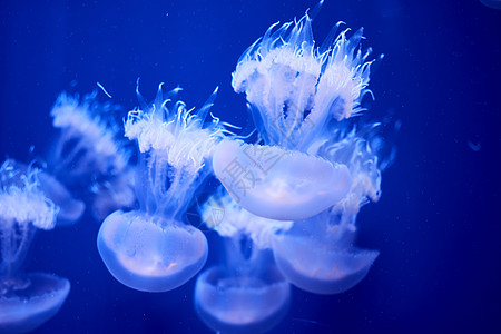 海洋中漂浮的白色水母群动物野生动物水族馆冒险潜水潜艇情调动物园海蜇风险图片