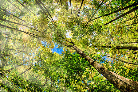 新英格兰美丽的森林 在美国的树叶季节 令人惊叹山毛榉风景木头天空植物群植物天篷叶子树干环境图片