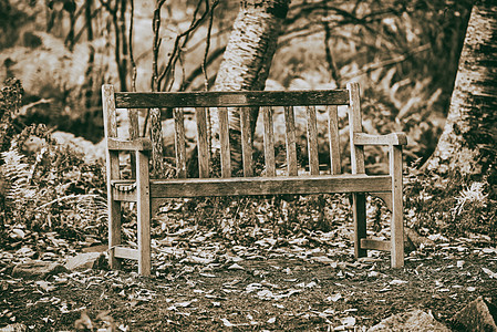 树林中美丽的长凳 叶子季节风景公园孤独环境橙子胡同人行道寂寞红色小路图片