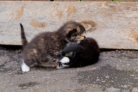 两只无家可归的小猫黑色哺乳动物婴儿猫咪毛皮动物宠物图片