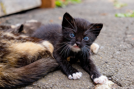 小黑小猫 蓝眼睛在户外蓝色动物猫科动物头发眼睛宠物毛皮猫咪哺乳动物朋友图片